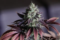 HHC-PO - Nebenwirkungen, Vorteile und Legalität