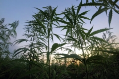 Ist HHC in Deutschland legal?