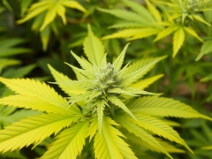 Kalium Mangel bei Cannabispflanzen