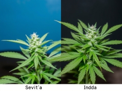 Welcher Unterschied besteht zwischen Cannabis Indica und Sativa
