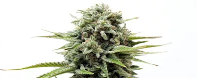 Growbox Komplettset kaufen - Growbox Komplettsets für den Cannabis Anbau online bestellen