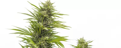 F1 Hybrid Seeds - F1-Hybrid-Cannabissamen für den Anbau von Cannabis
