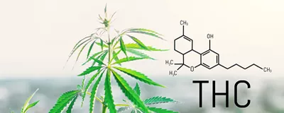 Cannabis Samen | Hanfsamen günstig kaufen