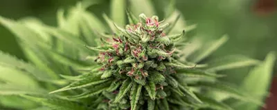Das Nachfolge-Cannabinoid von HHCP und 10-OH-HHCP