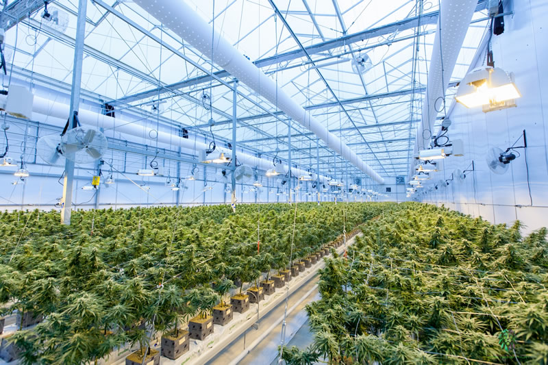 Grosshandel für ausgesuchte Produkte mit den legalen Wirkstoffen CBD, H4CBD,  HHC, HHC-O, HHC-P und THCP