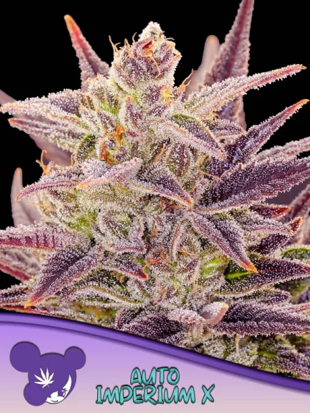 Cannabis Samen Auto Imperium X