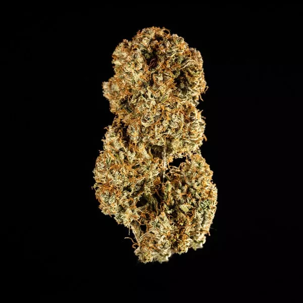 Cannabis Samen Medusa f1