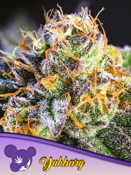 Cannabis Samen Yuhbary