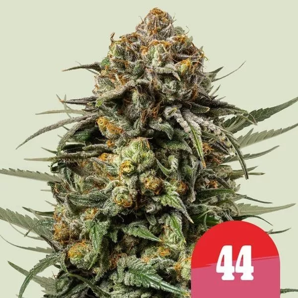 Cannabis Samen Gelato 44 feminisiert