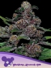 Cannabis Samen Auto Blackberry Moonrocks