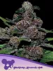 Cannabis Samen Auto Blackberry Moonrocks