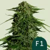 Cannabis Samen Epsilon F1 Automatic