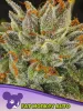 Cannabis Samen Fat Monkey Auto Cannabis Samen Fat Monkey Auto
