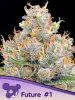 Cannabis Samen Future #1