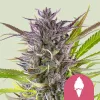 Cannabis Samen Green Gelato