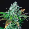 Cannabis Samen HulkBerry feminisiert