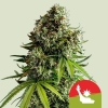 Cannabis Samen NYC Sour D Automatic