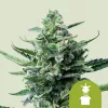 Cannabis Samen Royal Jack Auto