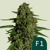 Hybrid Cannabis Samen Medusa f1