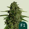 Cannabis Samen Medusa f1