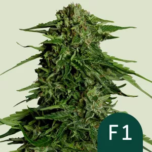 Cannabis Samen Epsilon F1 - Hohe...