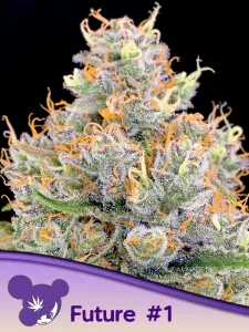 Cannabis Samen Future #1 - Mit d...