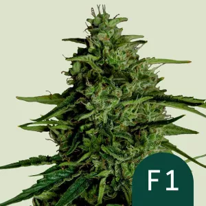 Cannabis Samen Milky Way F1 Auto...