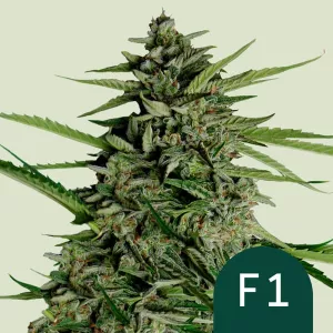 Cannabis Samen Orion F1 - Breit ...