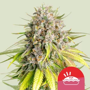 90% indicadominierend - Falls Du...