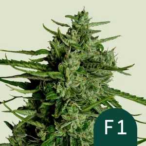 Cannabis Samen Titan F1 - Eine d...