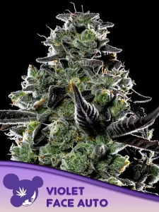 Cannabis Samen Violet Face Auto ...