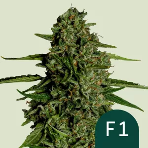 Cannabis Samen Medusa f1 - köstl...
