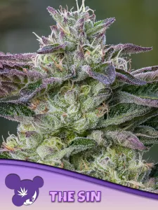 32% THC-Gehalt mit einem sehr ho...